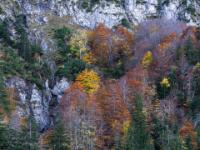 Farbige Laubbäume leuchten im Schatten unterm Hochfelln